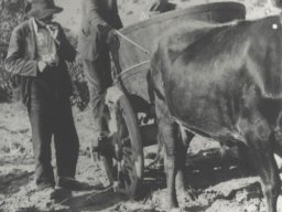 Vendemmia1952