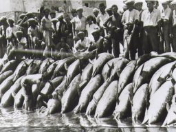mattanzadidelfini02